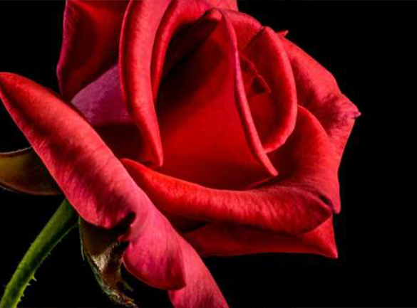 M-Net’s The Bachelor SA has a “Different Feeling”, courtesy of Daniel Baron